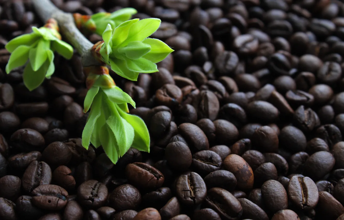 Фото обои зелень, листья, свет, фон, обои, кофе, ветка, почки на ветках, кофе в зернах, жареный кофе