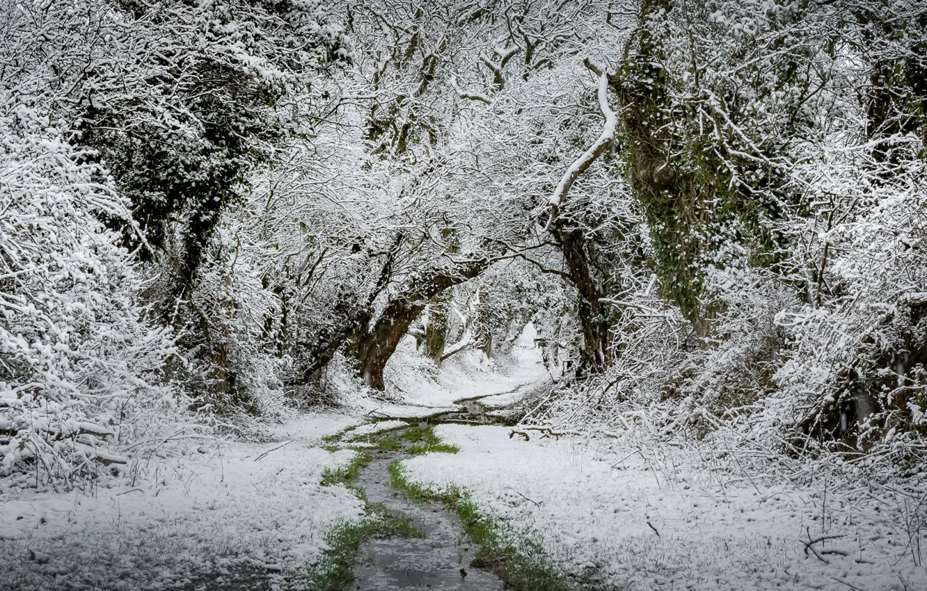 Фото обои лес, снег, природа