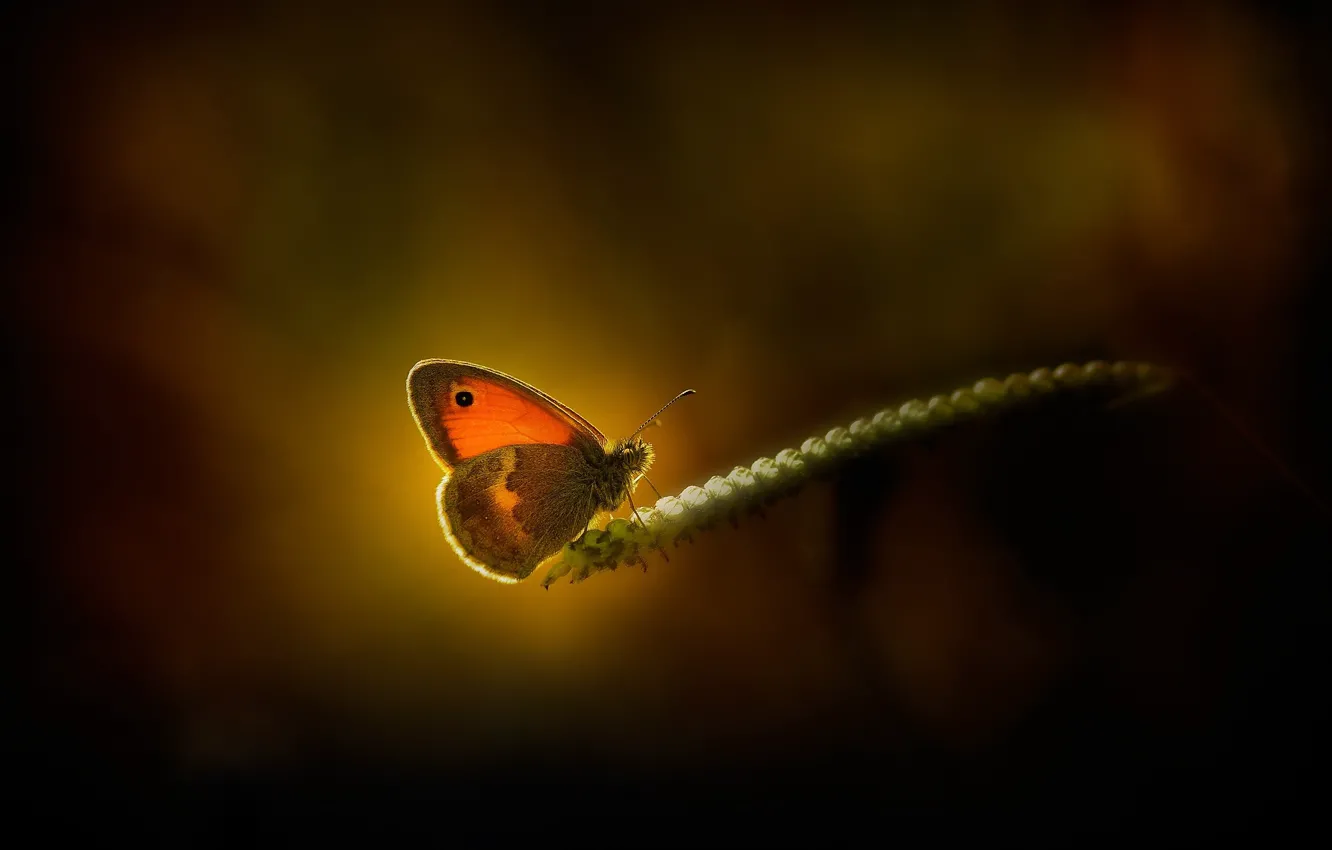 Фото обои макро, свет, бабочка, колосок