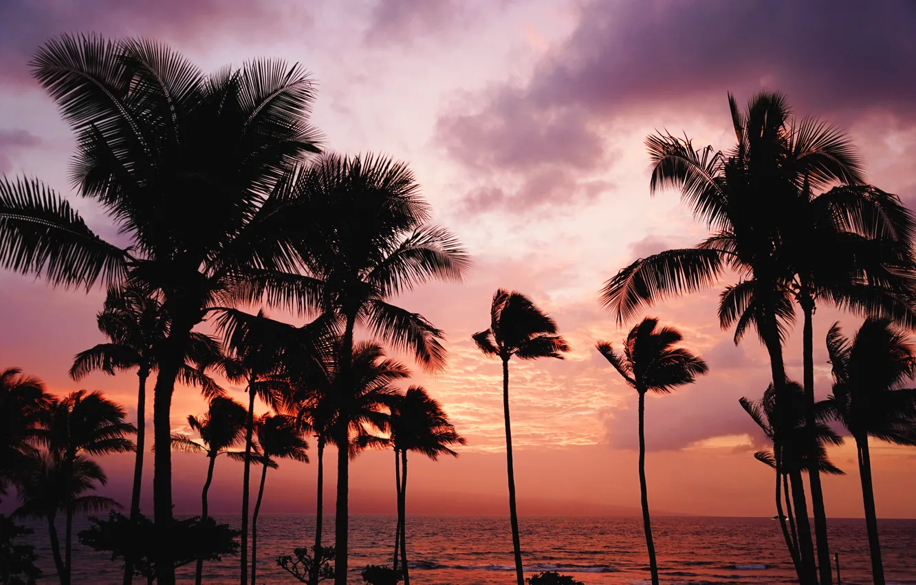 Фото обои лето, небо, закат, пальмы, океан, остров, силуэты