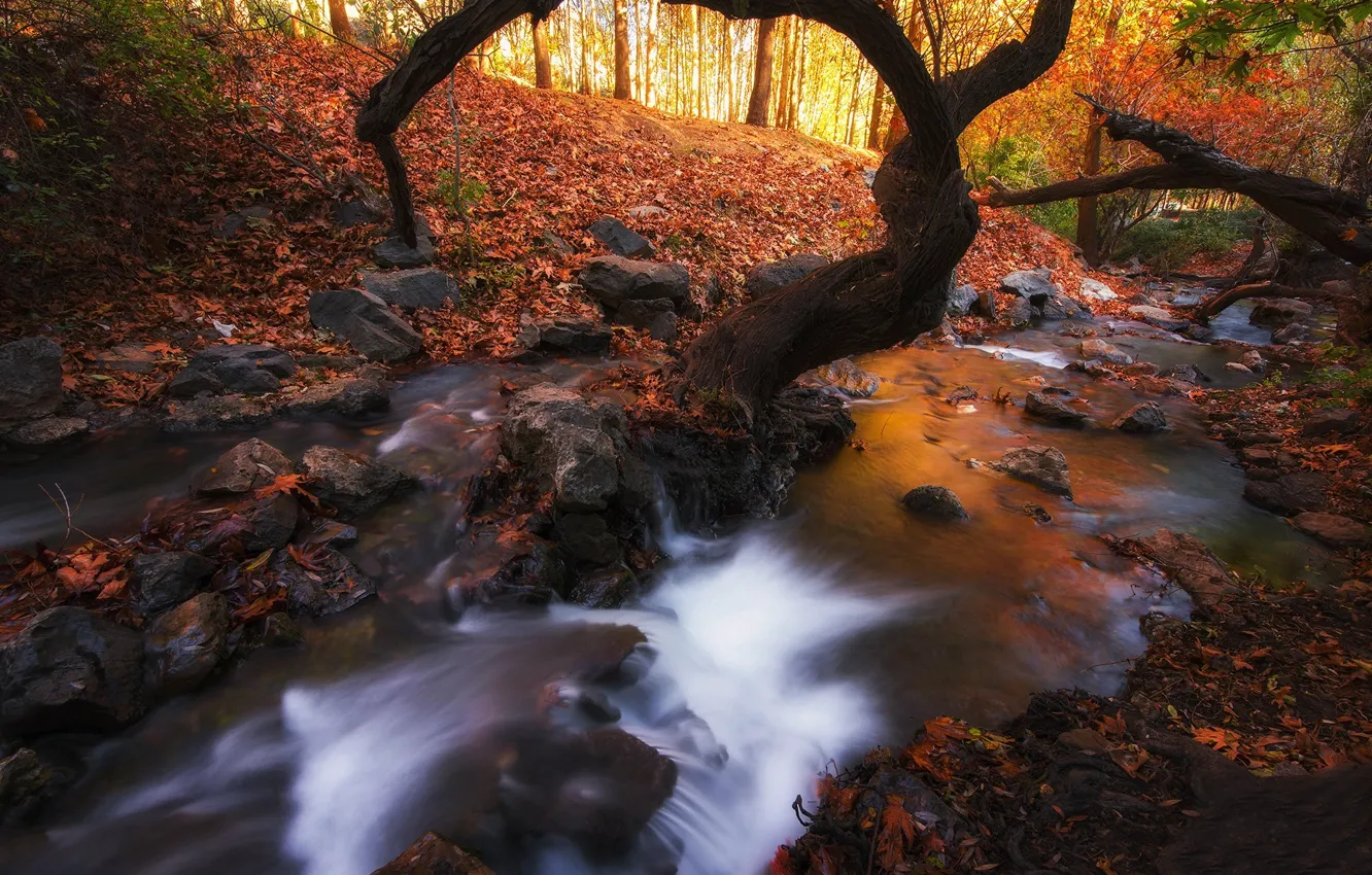 Фото обои осень, лес, листья, деревья, природа, ручей, камни