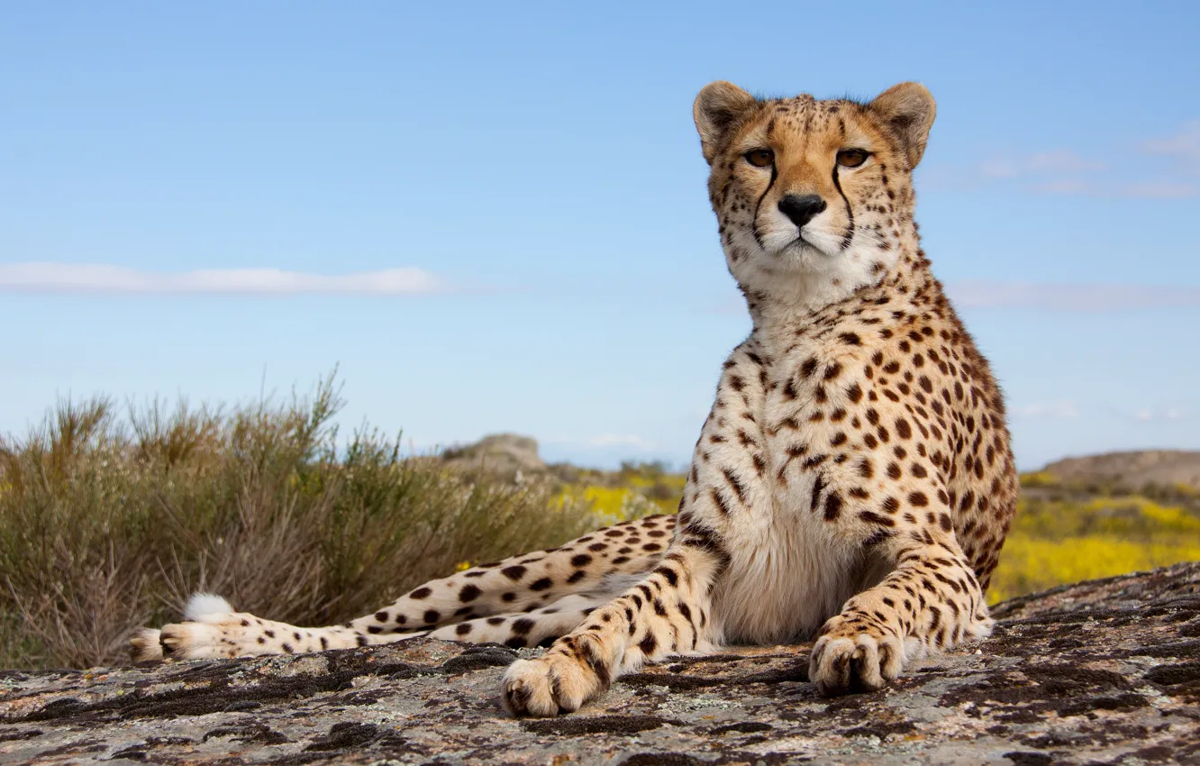 Фото обои Cheetah, pose, feline