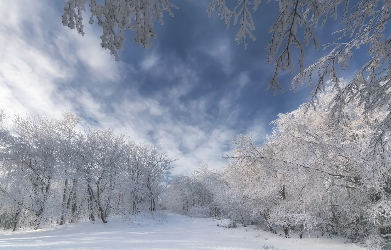 Фото обои зима, небо, снег, деревья, ветки