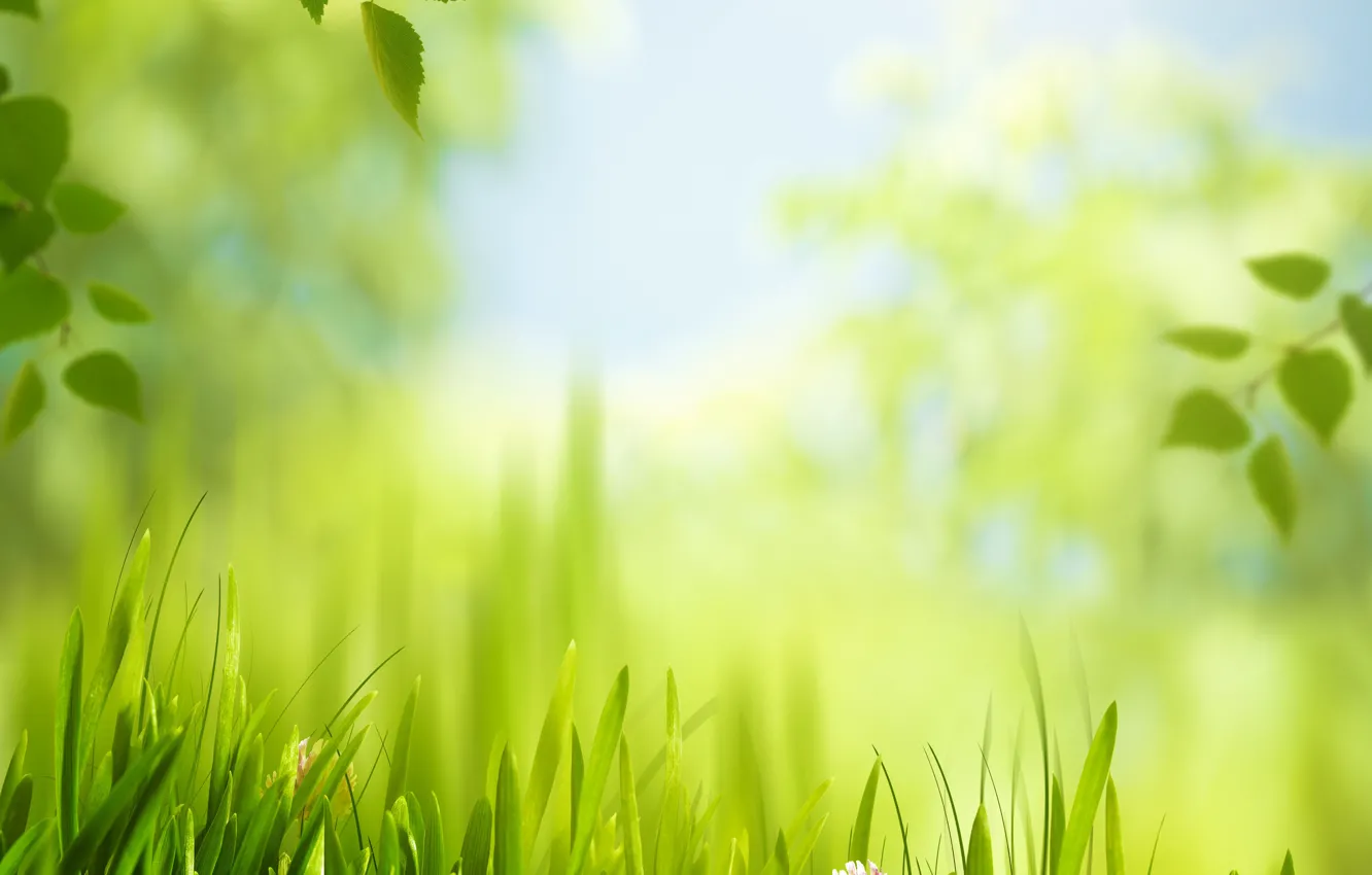 Фото обои трава, листья, солнце, луг
