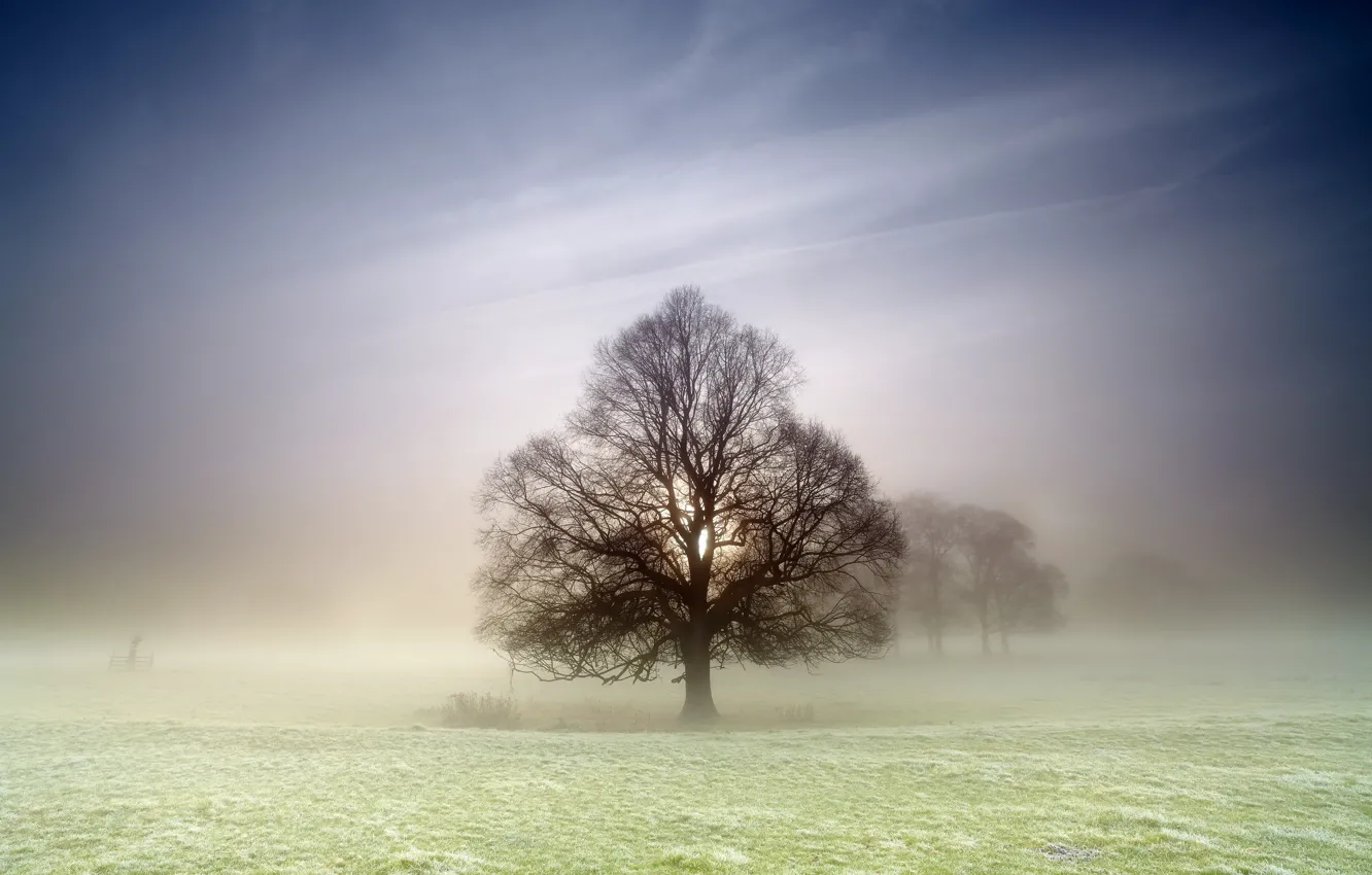 Фото обои поле, природа, туман, дерево