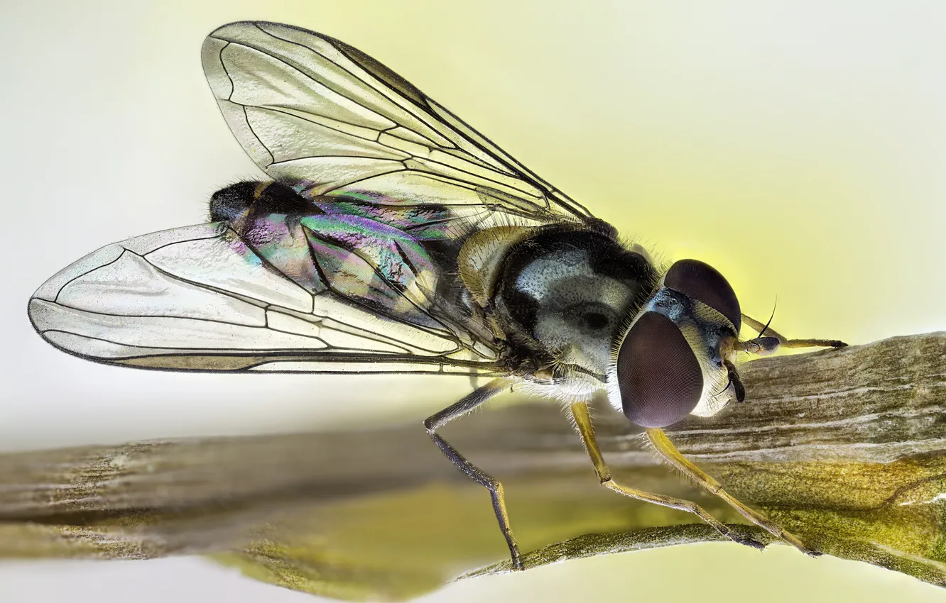 Фото обои муха, насекомое, радужные крылья. 