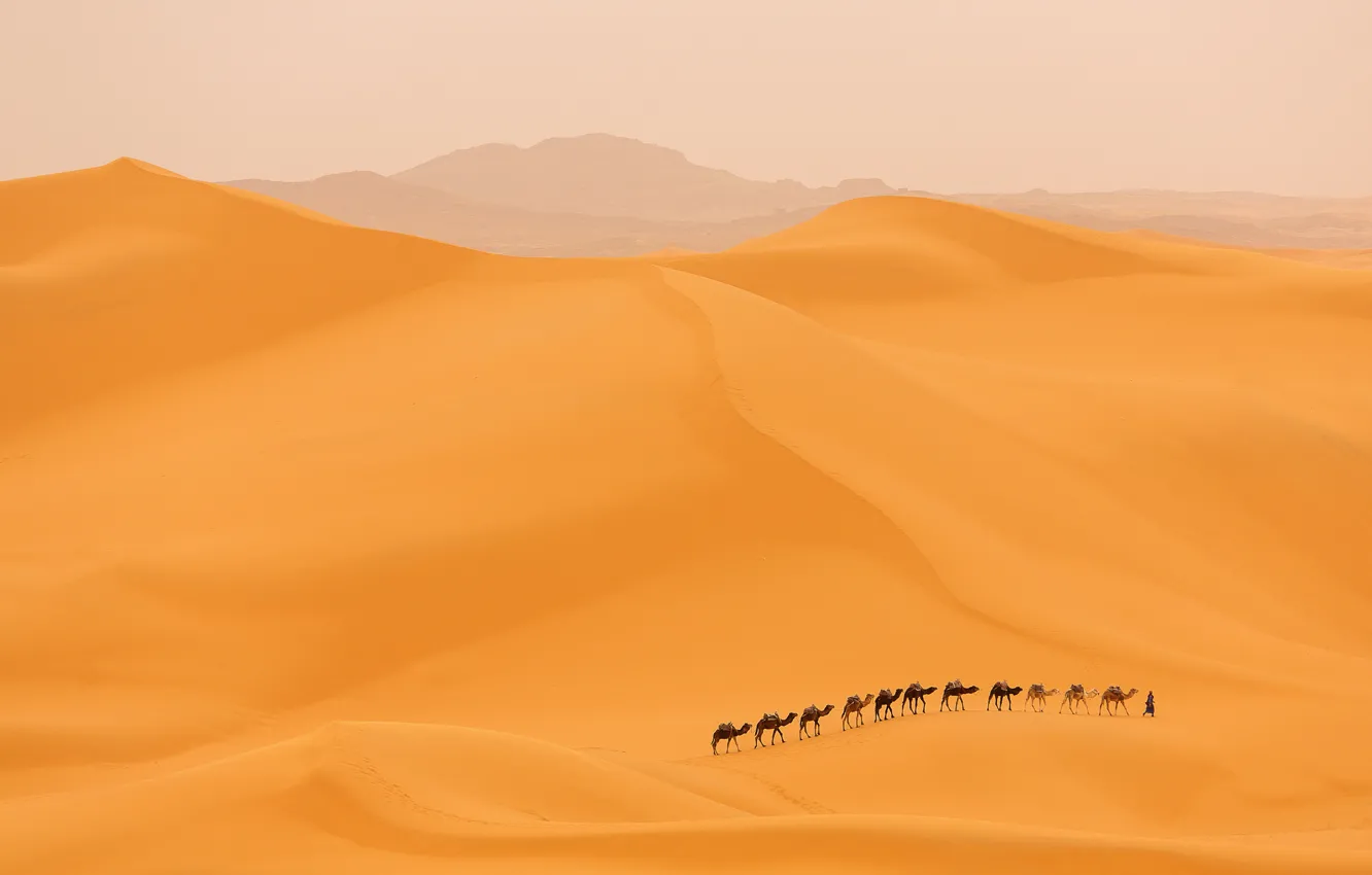 Фото обои пустыня, дюны, верблюды, караван