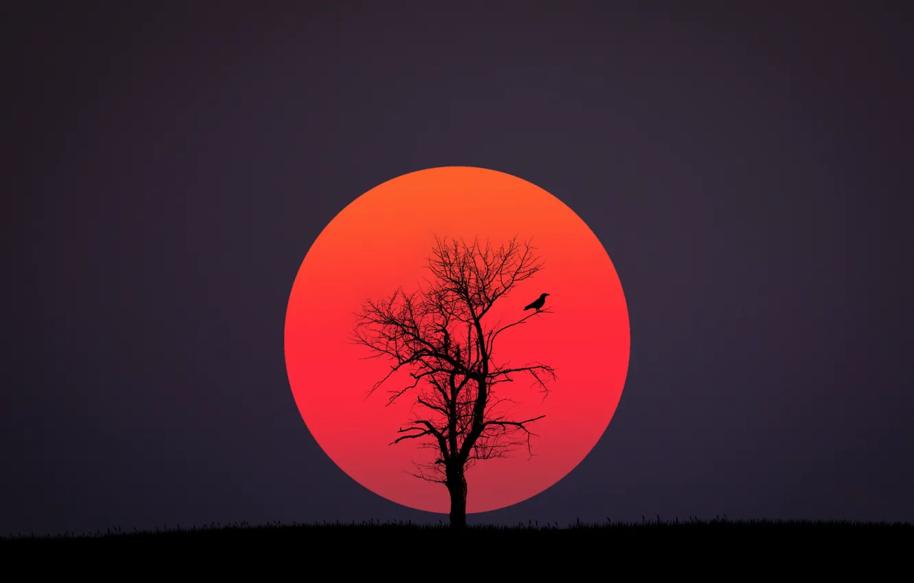 Фото обои red, black, bird, sun