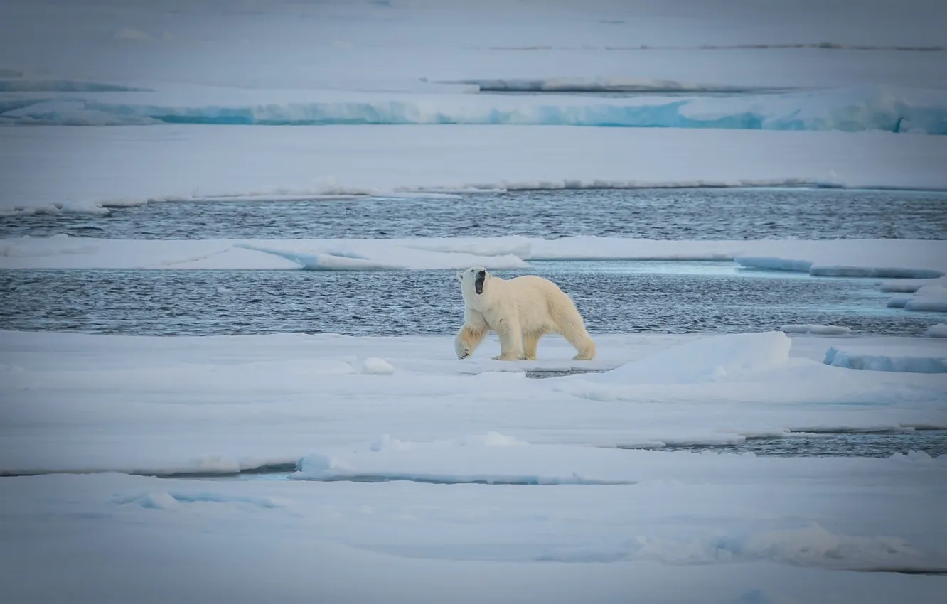 Фото обои хищник, медведь, льдины, полярный