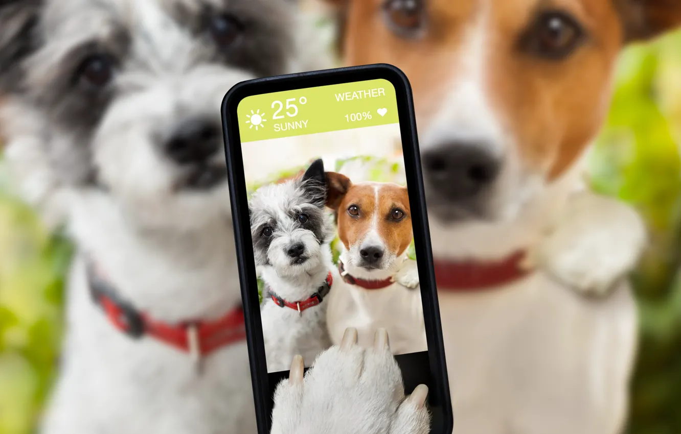 Фото обои собаки, юмор, блюр, смартфон, селфи