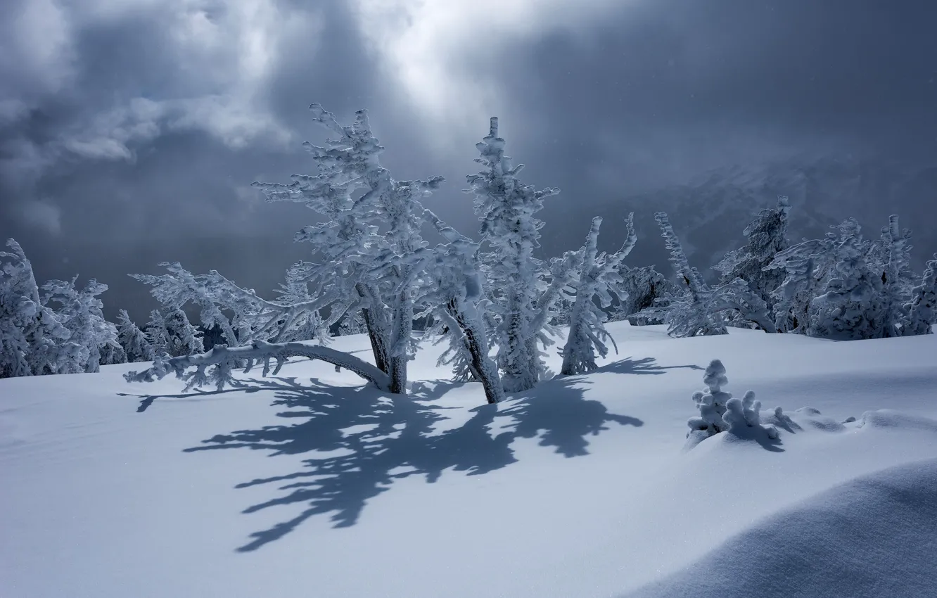 Фото обои зима, снег, деревья, тень, Орегон, сугробы, Oregon, Mount Bachelor