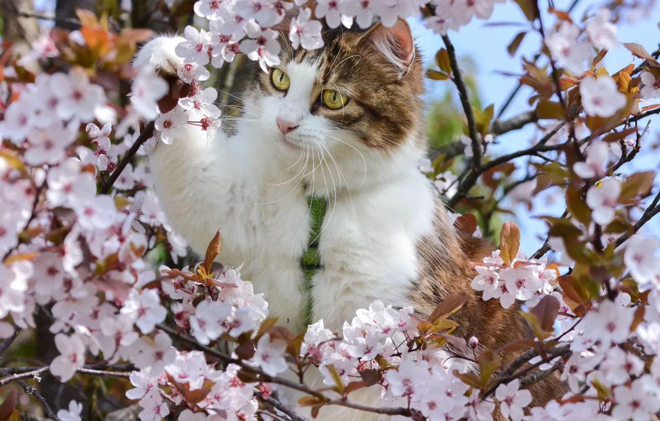 Кошки весна картинки