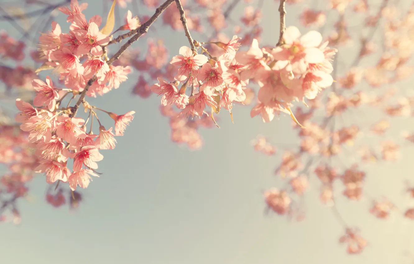 Фото обои небо, ветки, весна, сакура, цветение, vintage, pink, blossom, sakura, cherry, spring, bloom