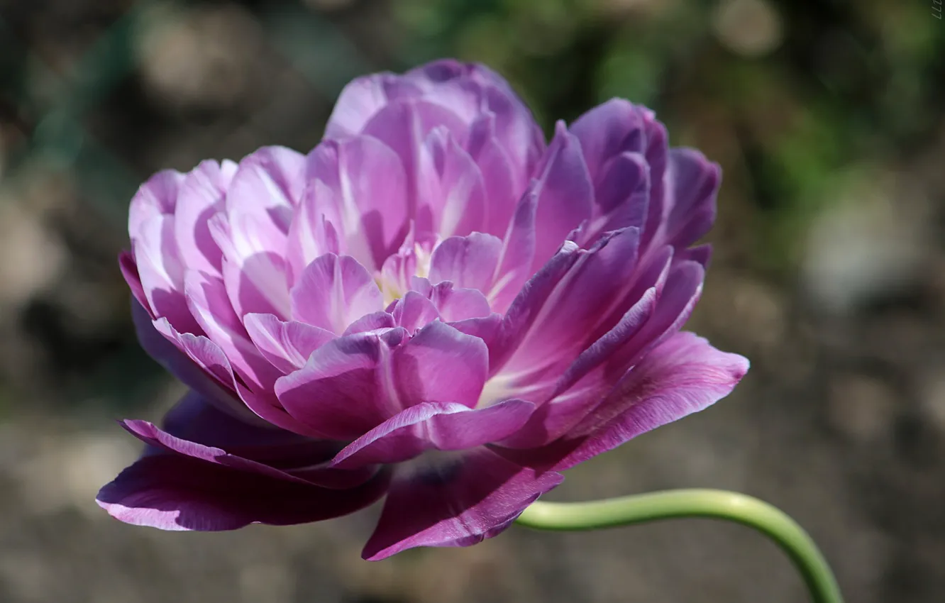 Фото обои фиолетовый, цветы, весна, Тюльпаны, цветение
