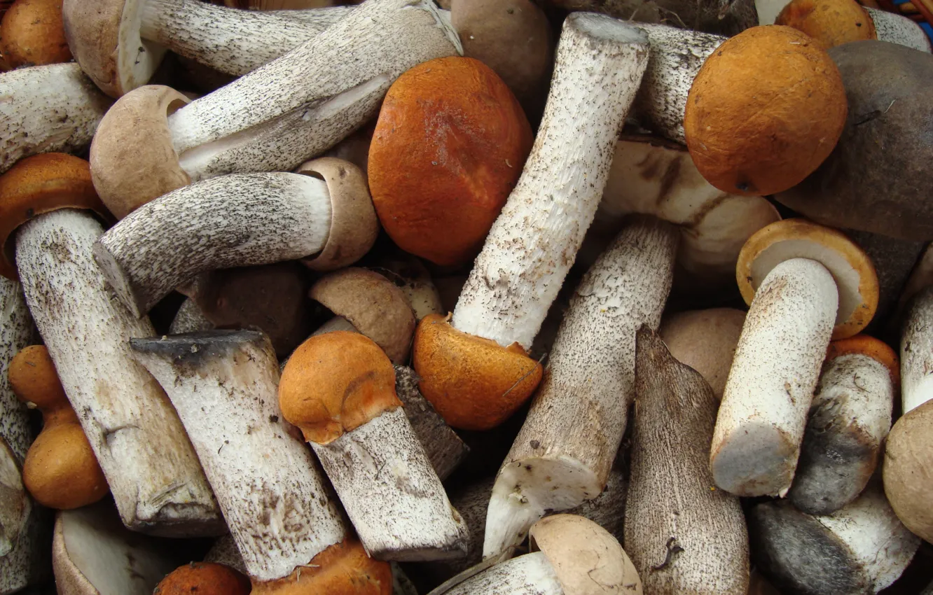 Фото обои грибы, грибочки, осенняя пора