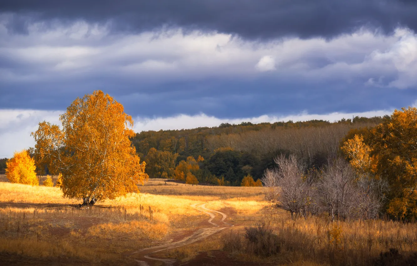Фото обои дорога, осень, лес, дерево, тропа, рыжая листва, оренбуржье