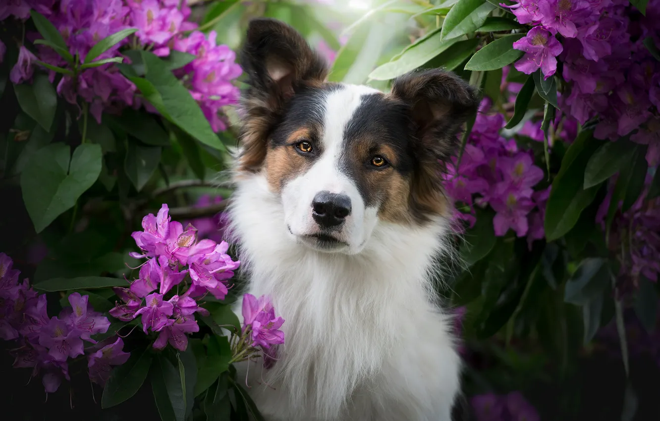 Фото обои взгляд, морда, цветы, собака, Бордер-колли, рододендроны