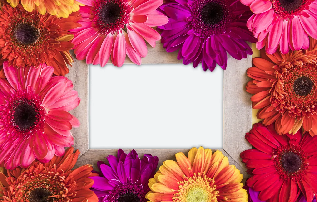 Фото обои цветы, весна, рамка, colorful, хризантемы, flowers, spring, bright