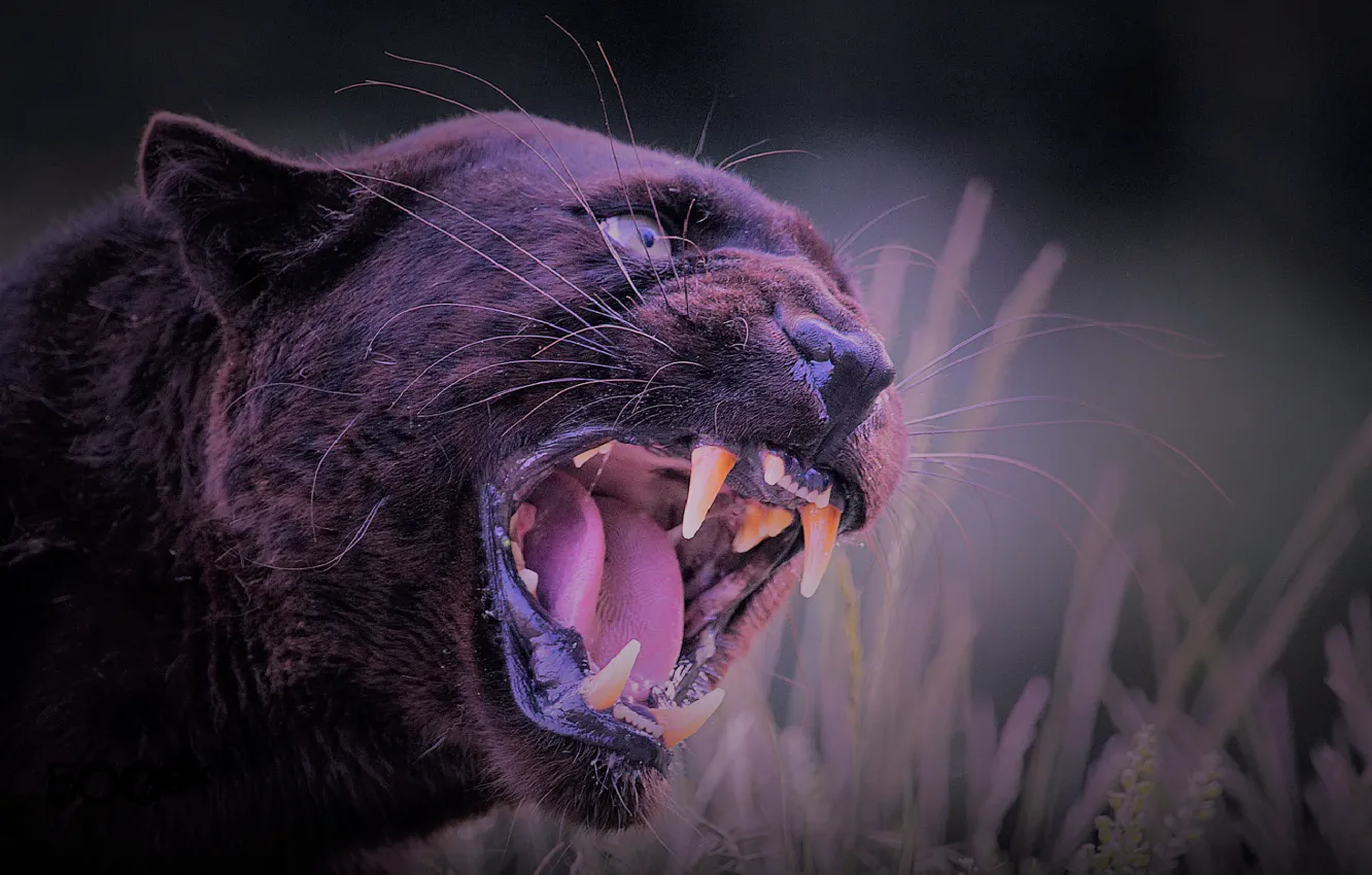 Фото обои nature, cat, panther, wild, black panther, aggressive