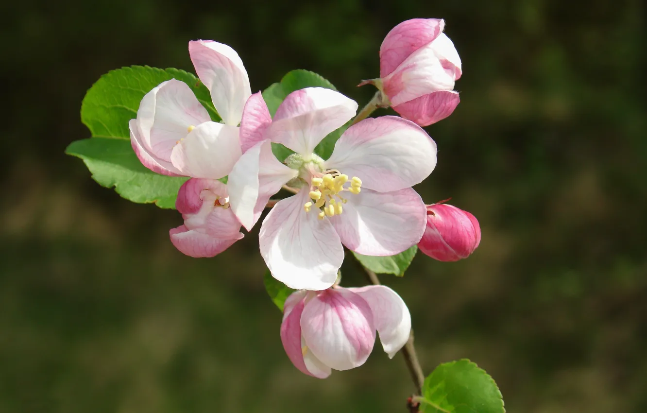 Фото обои макро, фон, ветка, весна, яблоня, цветение, цветки, бутончики
