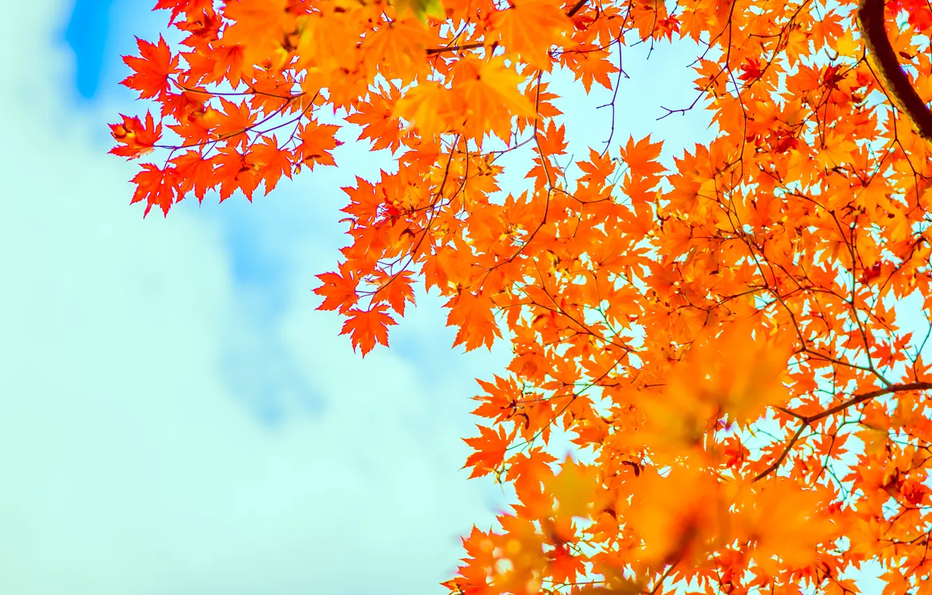 Фото обои осень, небо, листья, клен, sky, autumn, leaves, maple