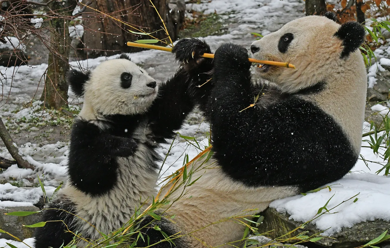 Фото обои снег, бамбук, панда, детёныш
