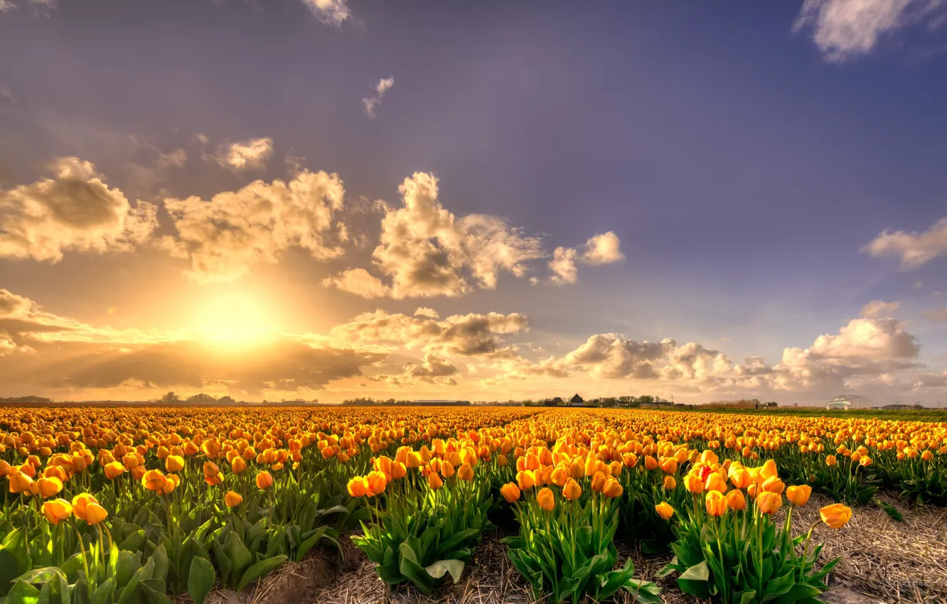 Фото обои поле, лепестки, тюльпаны, Нидерланды, цветение, много, жёлтые