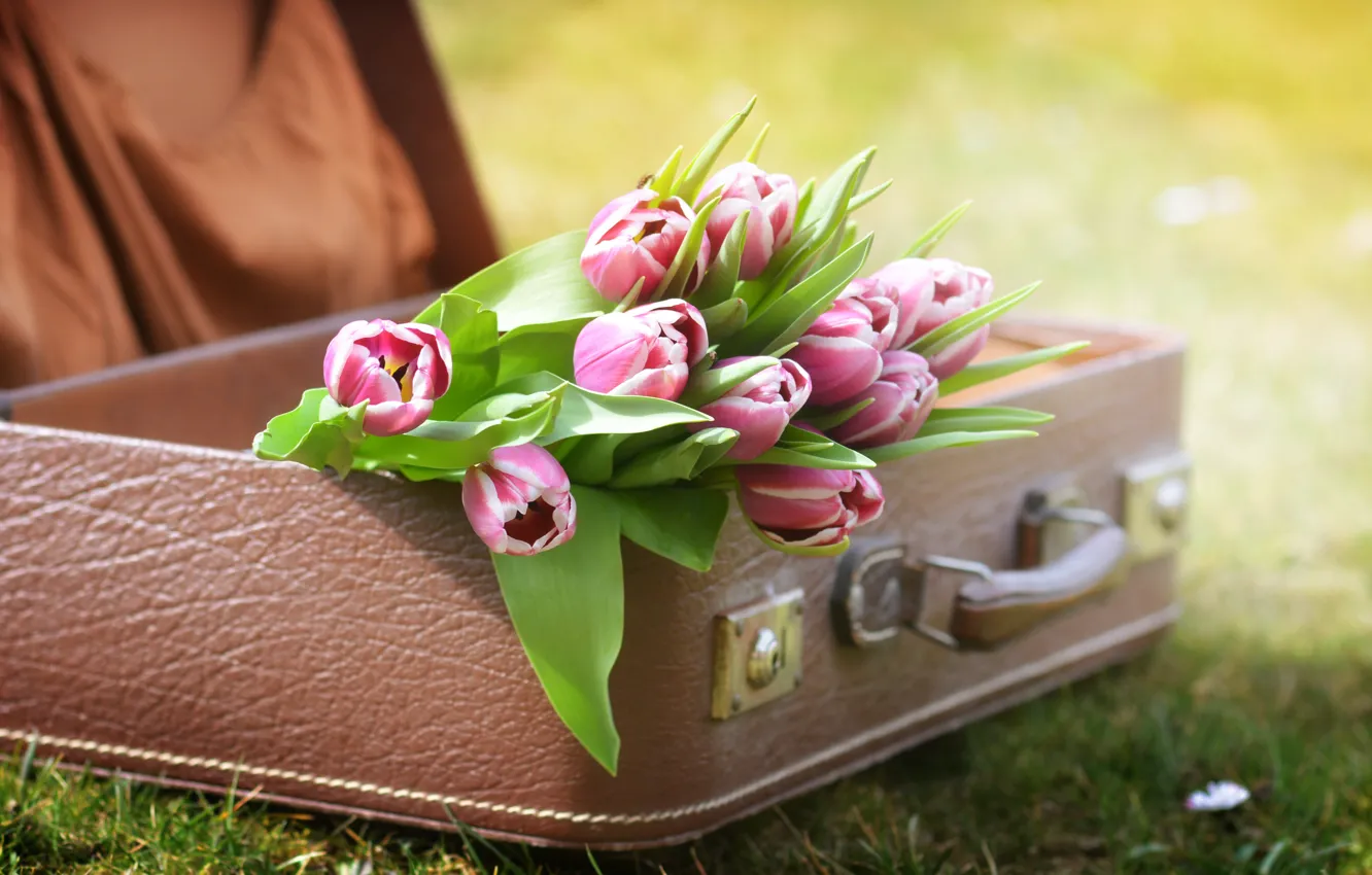 Фото обои трава, цветы, природа, тюльпаны, чемодан