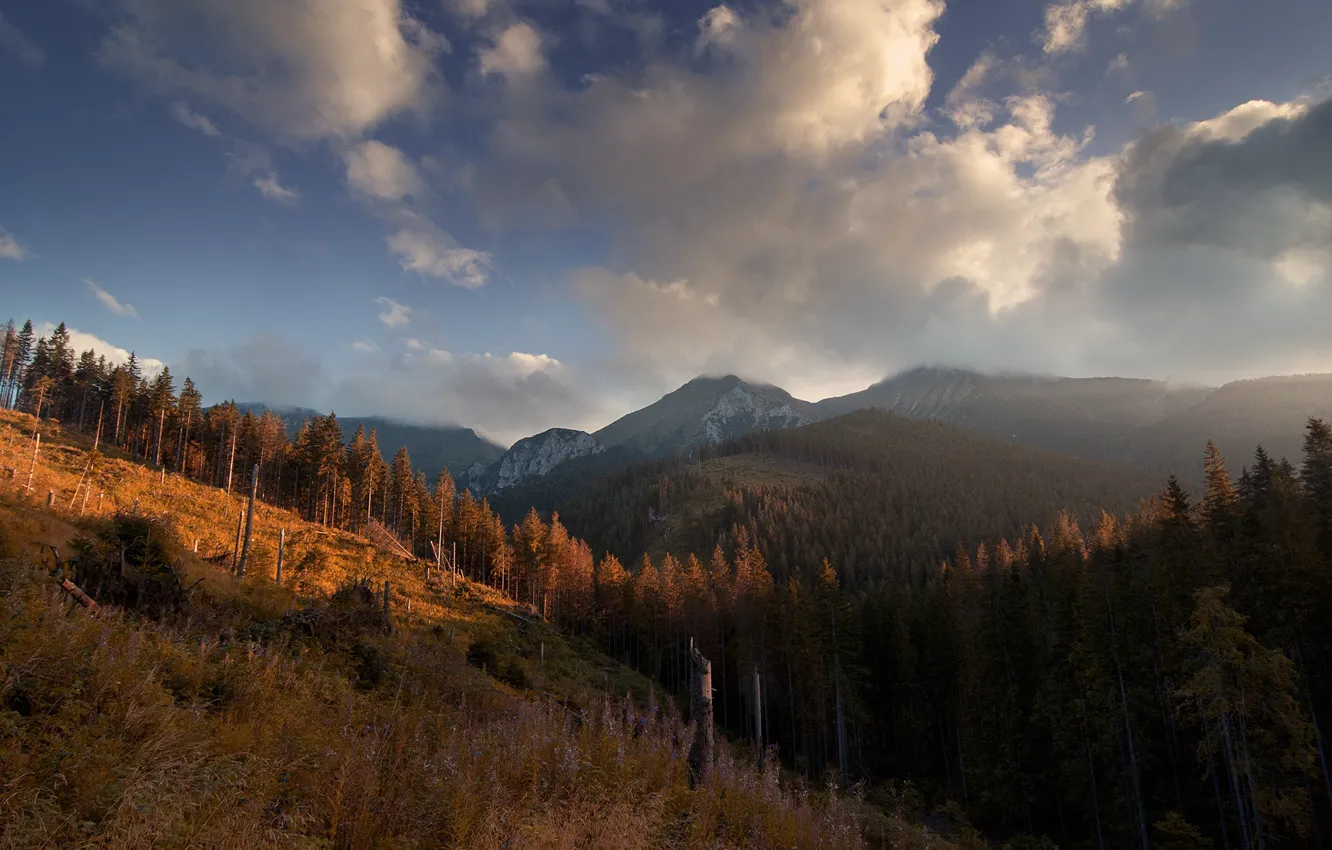 Фото обои лес, горы, Digital Art, Под облаками, Michal Karcz