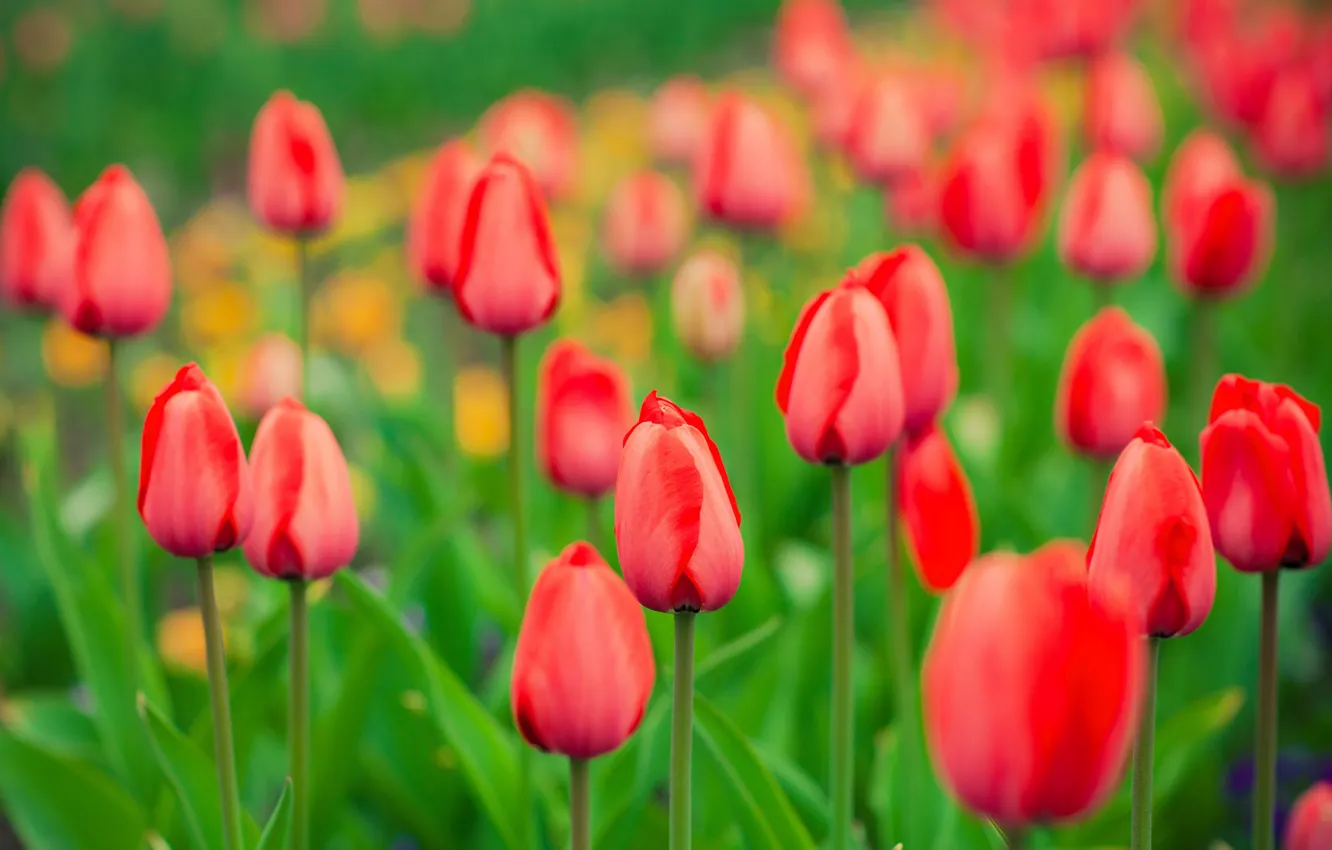 Фото обои весна, сад, луг, тюльпаны