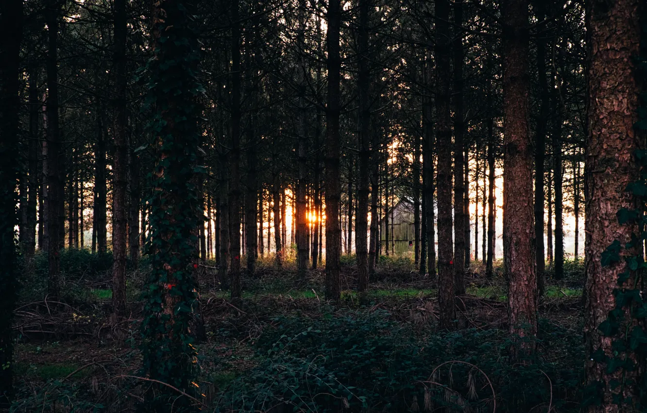 Фото обои лес, солнце, восход, хижина, вьюны