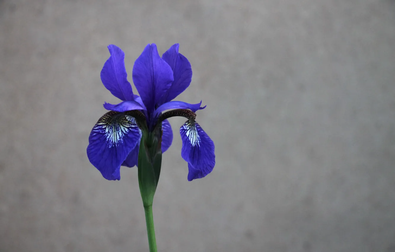 Фото обои фон, обои, цвет, Цветы, ирис, синий цветок, iris, синий ирис
