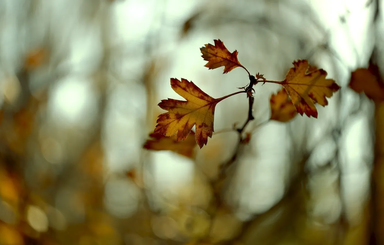 Фото обои осень, листья, цвета, макро, ветка