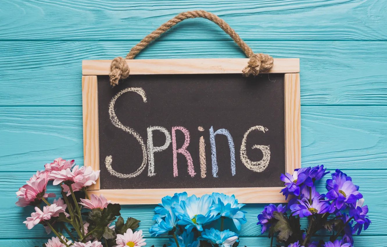 Фото обои цветы, весна, colorful, доска, хризантемы, wood, blue, flowers, spring, decoration