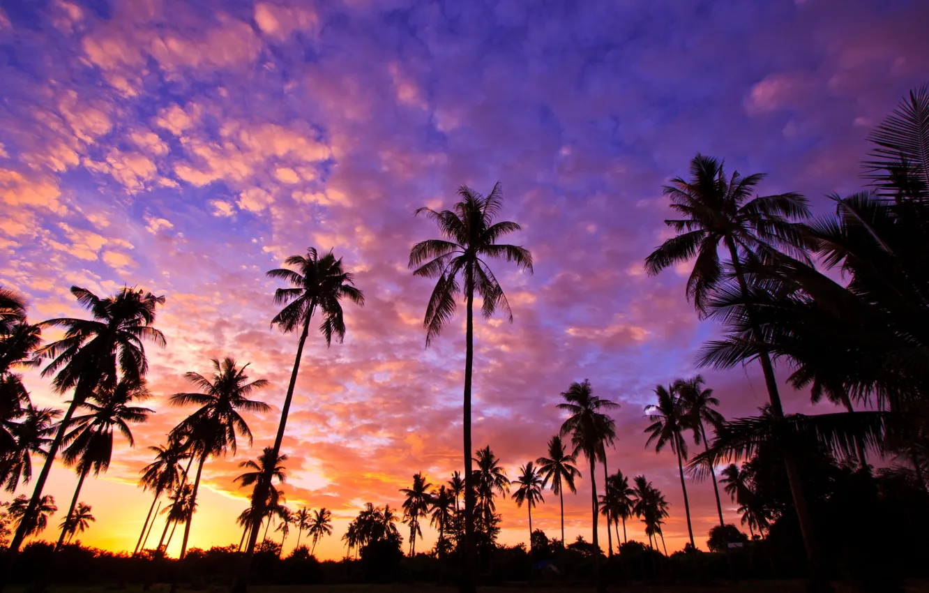 Фото обои небо, закат, пальмы