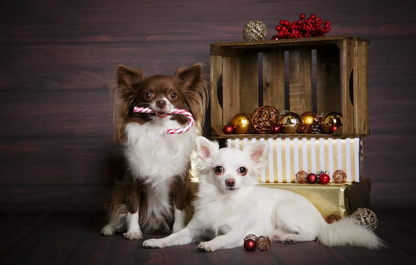 Фото обои собаки, шарики, Рождество, подарки, Новый год, ящик, парочка, чихуахуа
