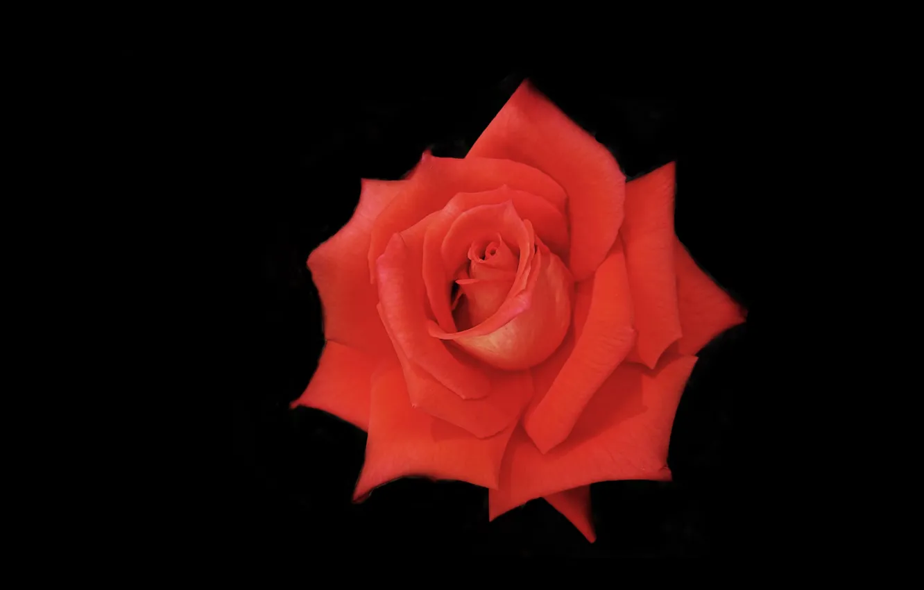 Фото обои фон, роза, лепестки, бутон