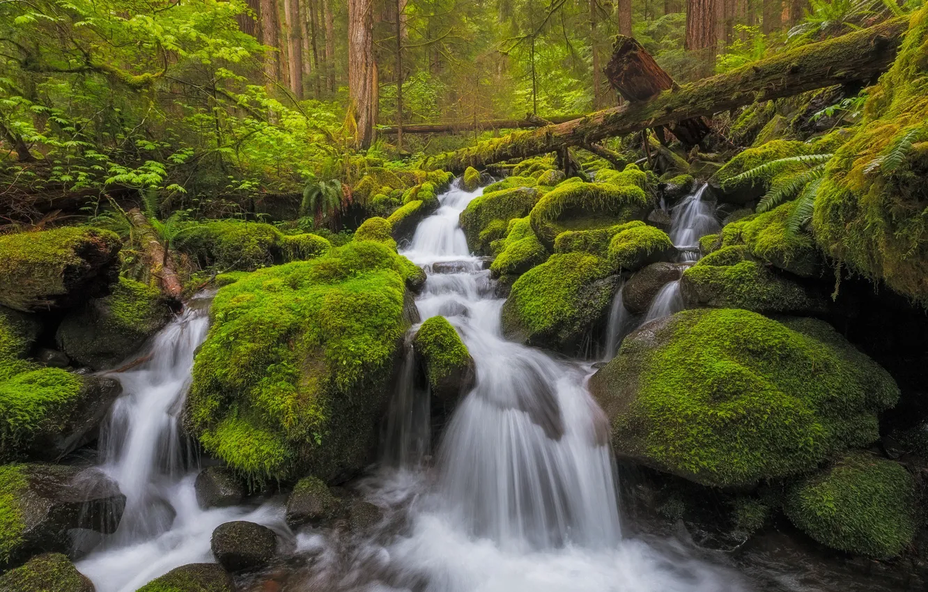 Фото обои лес, ручей, камни, водопад, мох, речка, каскад, Washington, штат Вашингтон, Olympic National Park, Национальный парк …