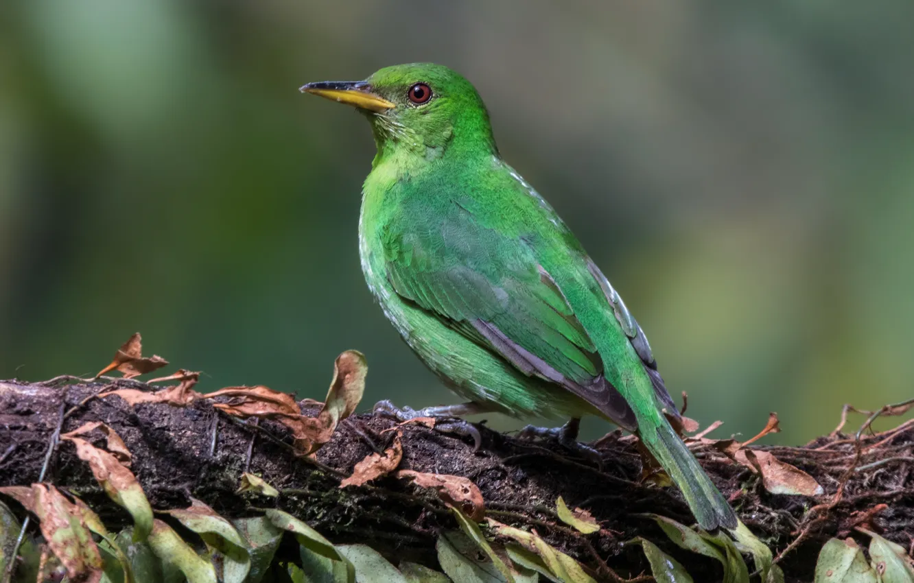 Фото обои птицы, самка, танагровые, зелёный саи