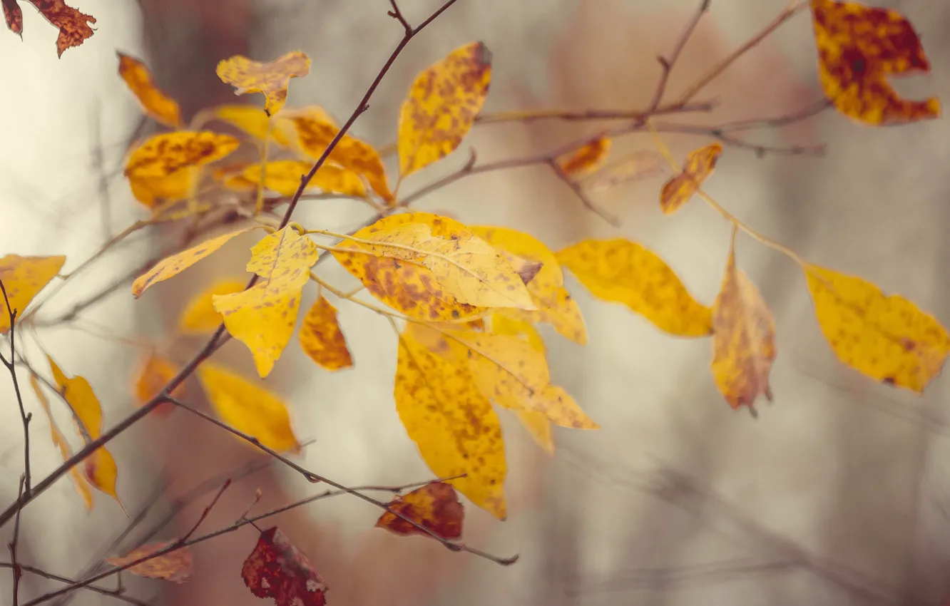 Фото обои осень, листья, деревья, природа, trees, autumn, осенний лес, autumn colors, осенние листья