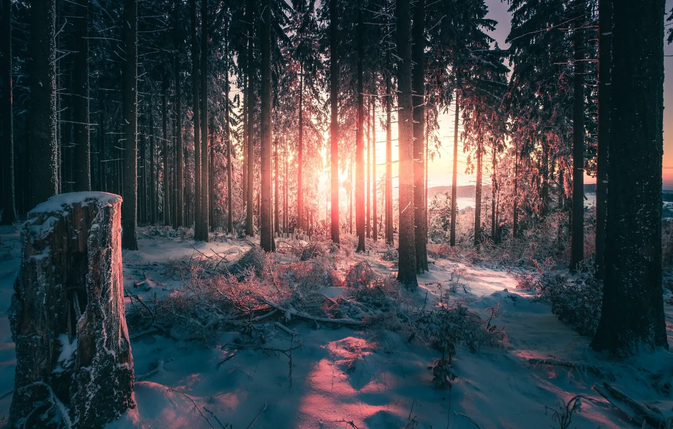 Фото обои зима, лес, свет, деревья, природа