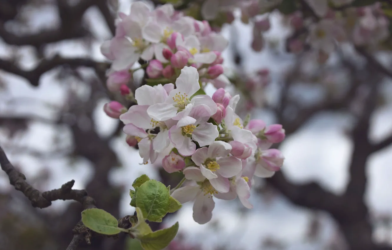 Фото обои цветы, весна, Ветка, яблоня
