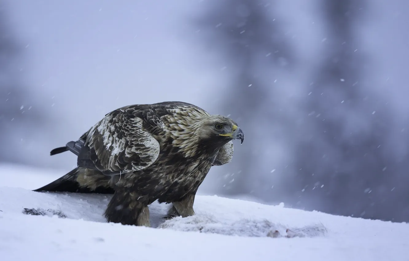 Фото обои снег, птицы, хищник, беркут, golden eagle, золотой орел
