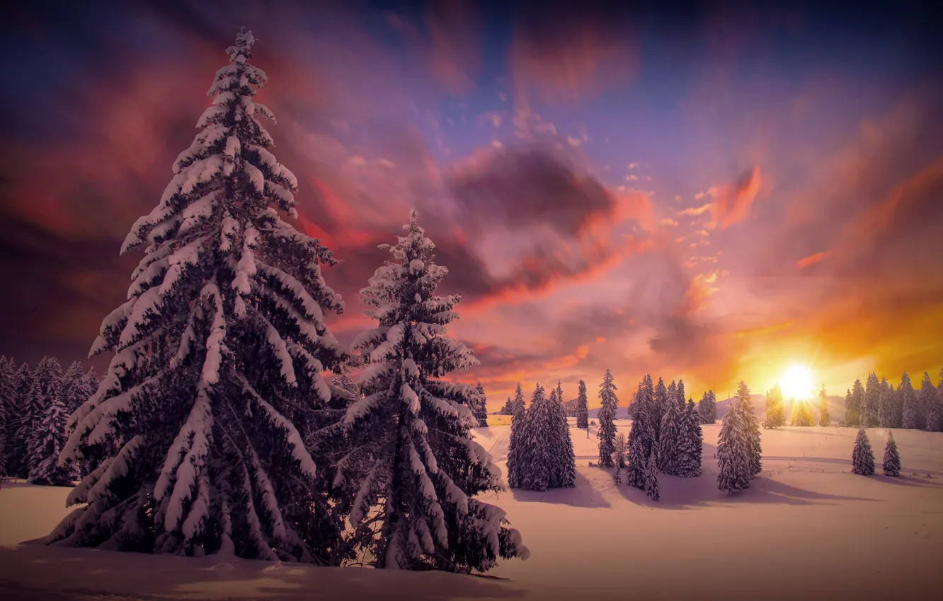 Фото обои зима, лес, солнце, облака, снег, деревья, природа, елки