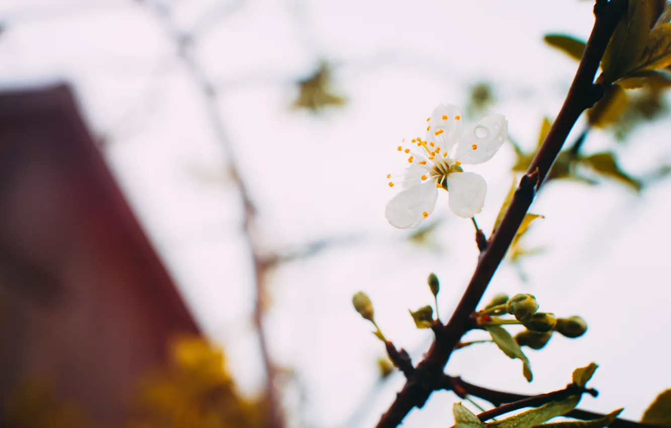 Фото обои цветы, весна, красиво, Пррирода