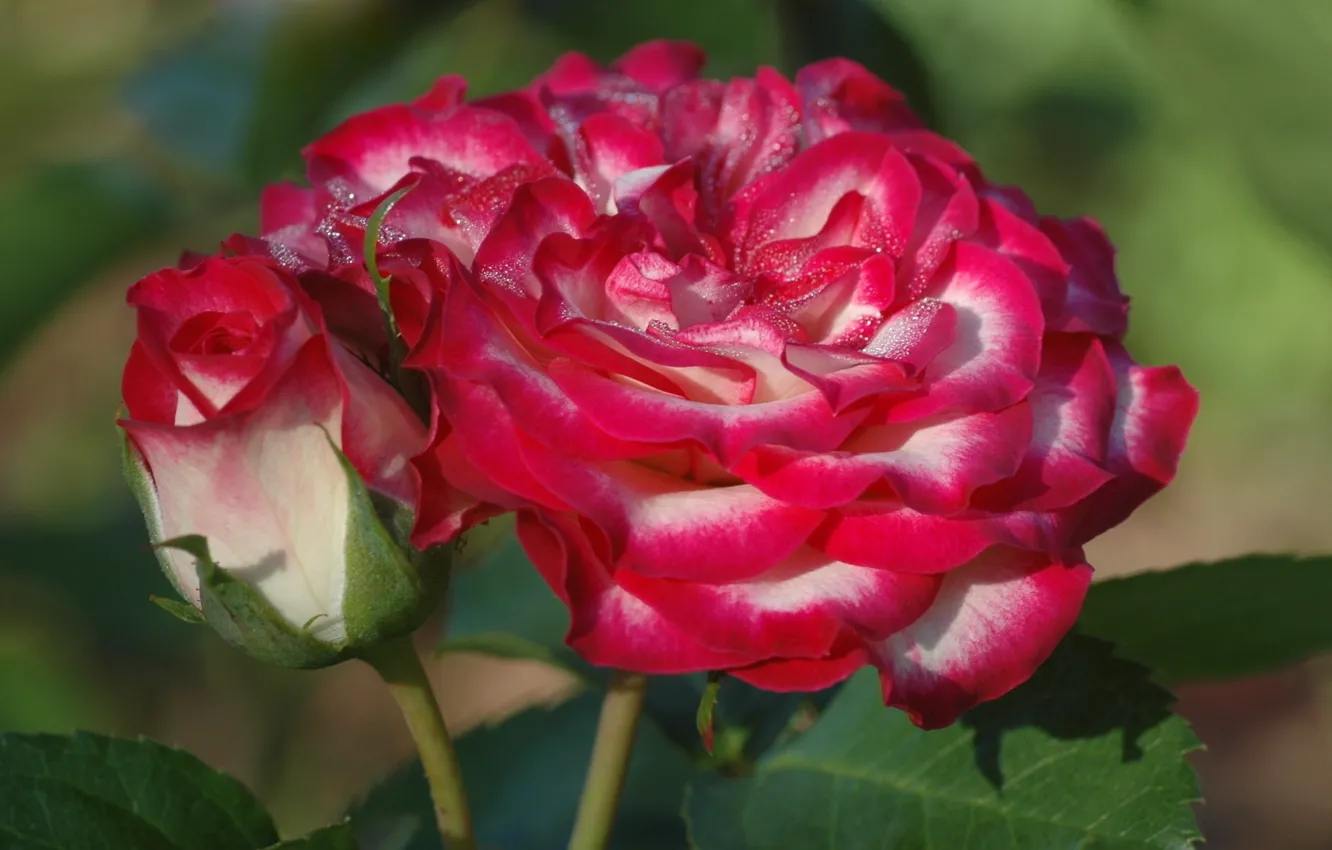 Фото обои роза, бутон, rose, цветение, bloom, Bud