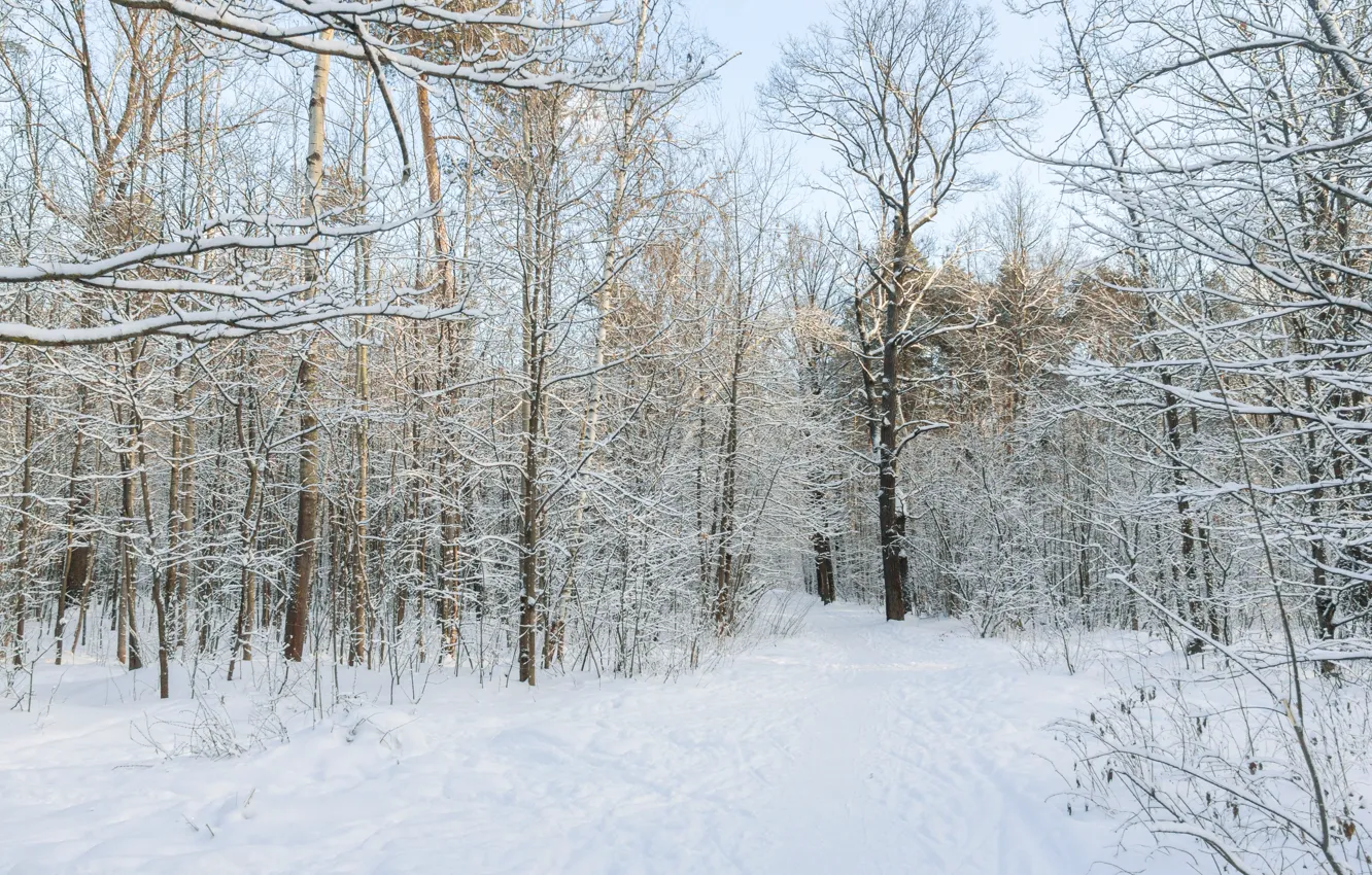 Фото обои зима, лес, снег, парк, вечер, солнечно, декабрь, зимний лес, снежно, снежный лес