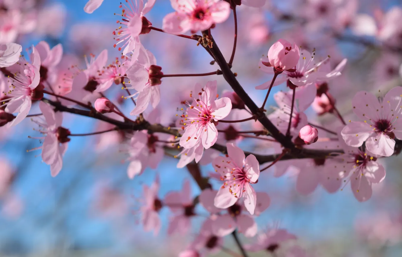 Фото обои цветы, ветки, дерево, весна, цветение