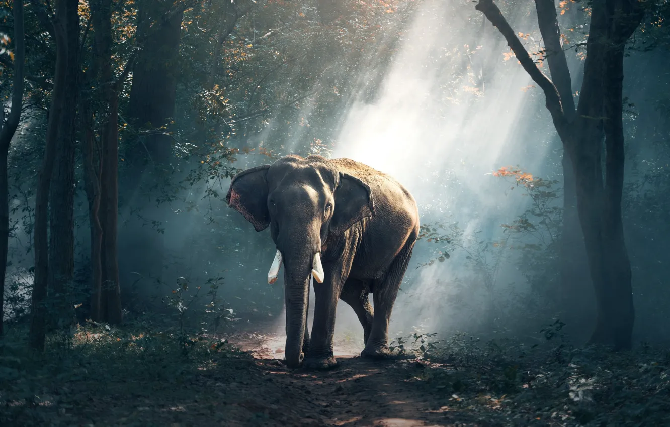 Фото обои слон, forest, road, tree, asia, wildlife, elefant, tusks, rays of light