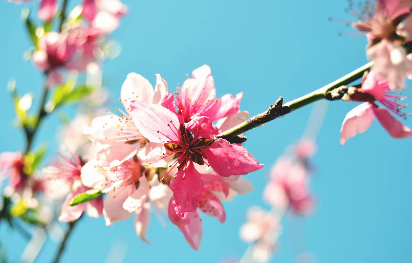 Фото обои цветок, макро, природа, весна, ветвь, цветение, персиковое дерево
